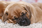 Dogue de Bordeaux Puppy