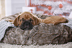 Dogue de Bordeaux Puppy
