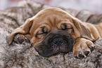 Dogue de Bordeaux Puppy