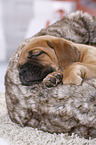 Dogue de Bordeaux Puppy