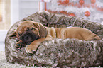 Dogue de Bordeaux Puppy
