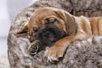 Dogue de Bordeaux Puppy