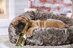 Dogue de Bordeaux Puppy