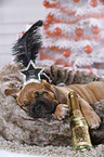 Dogue de Bordeaux Puppy