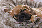 Dogue de Bordeaux Puppy