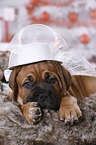 Dogue de Bordeaux Puppy