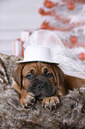 Dogue de Bordeaux Puppy
