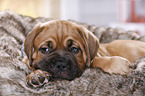 Dogue de Bordeaux Puppy