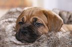 Dogue de Bordeaux Puppy