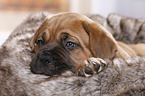 Dogue de Bordeaux Puppy