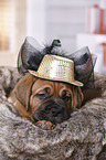 Dogue de Bordeaux Puppy