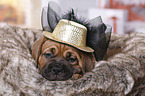 Dogue de Bordeaux Puppy