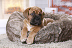 Dogue de Bordeaux Puppy