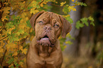 Bordeauxdog