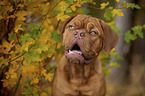 Bordeauxdog