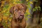 Bordeauxdog