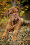 lying Bordeauxdog