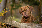 Bordeauxdog