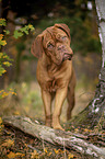 running  Bordeauxdog