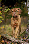 running  Bordeauxdog