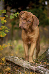 running  Bordeauxdog