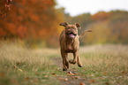 running  Bordeauxdog