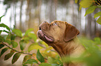 Bordeauxdog