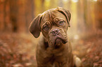 Bordeauxdog