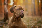 Bordeauxdog