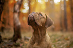 Bordeauxdog