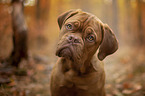 Bordeauxdog