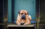 lying Dogue de Bordeaux