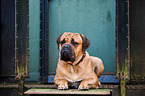 lying Dogue de Bordeaux
