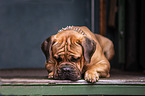 lying Dogue de Bordeaux