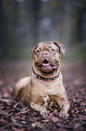 lying Dogue de Bordeaux