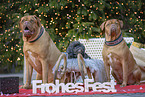 3 dogs