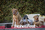 3 dogs