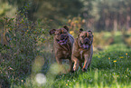2 Dogue de Bordeaux