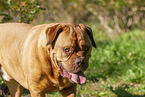 Dogue de Bordeaux in summer