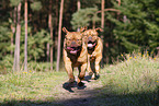 2 Dogue de Bordeaux