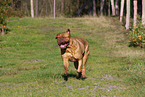 Dogue de Bordeaux in summer