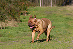 Dogue de Bordeaux in summer