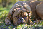 Dogue de Bordeaux in summer