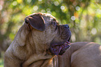 Dogue de Bordeaux in summer