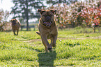 2 Dogue de Bordeaux