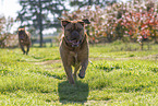 2 Dogue de Bordeaux