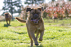 2 Dogue de Bordeaux