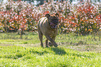 Dogue de Bordeaux in summer