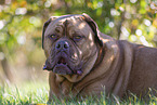 Dogue de Bordeaux in summer