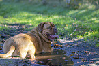 Dogue de Bordeaux in summer